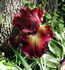 iris germanica figurehead